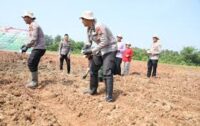 Kapolres Karawang bersama jajaran sedang menanam jagung
