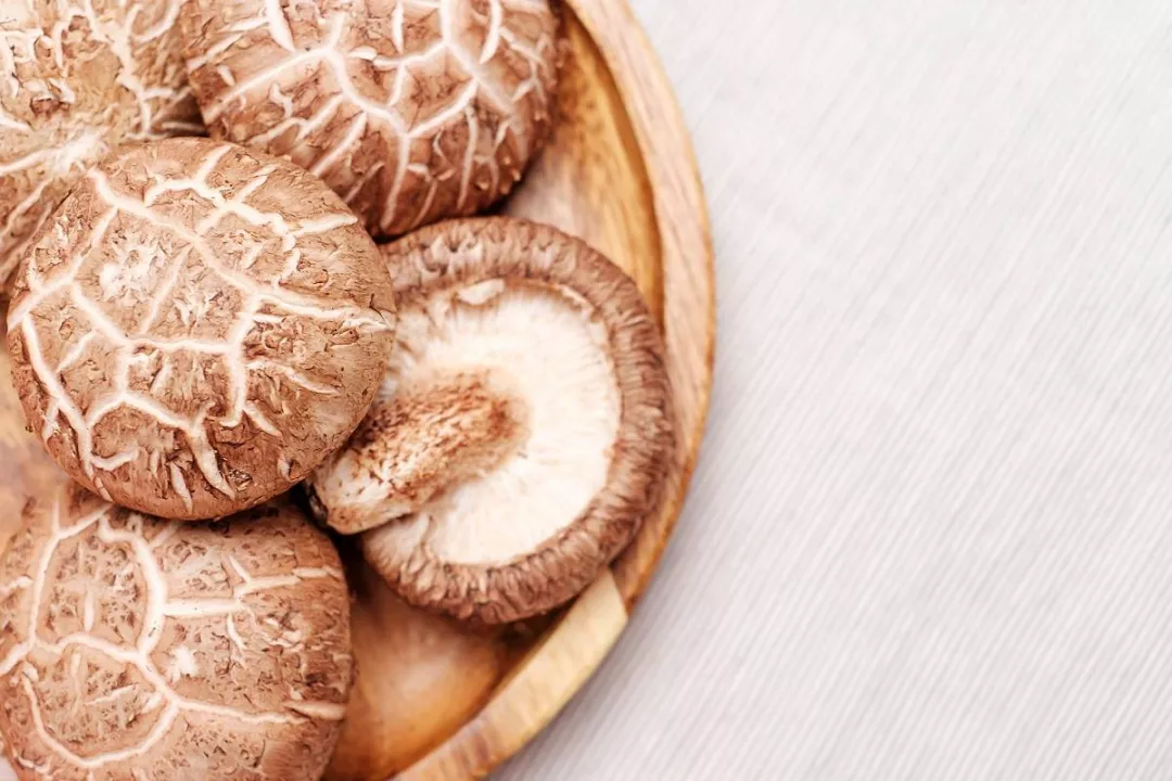 Jamur shiitake memicu diskusi baru tentang masa depan teknologi dan keberlanjutan