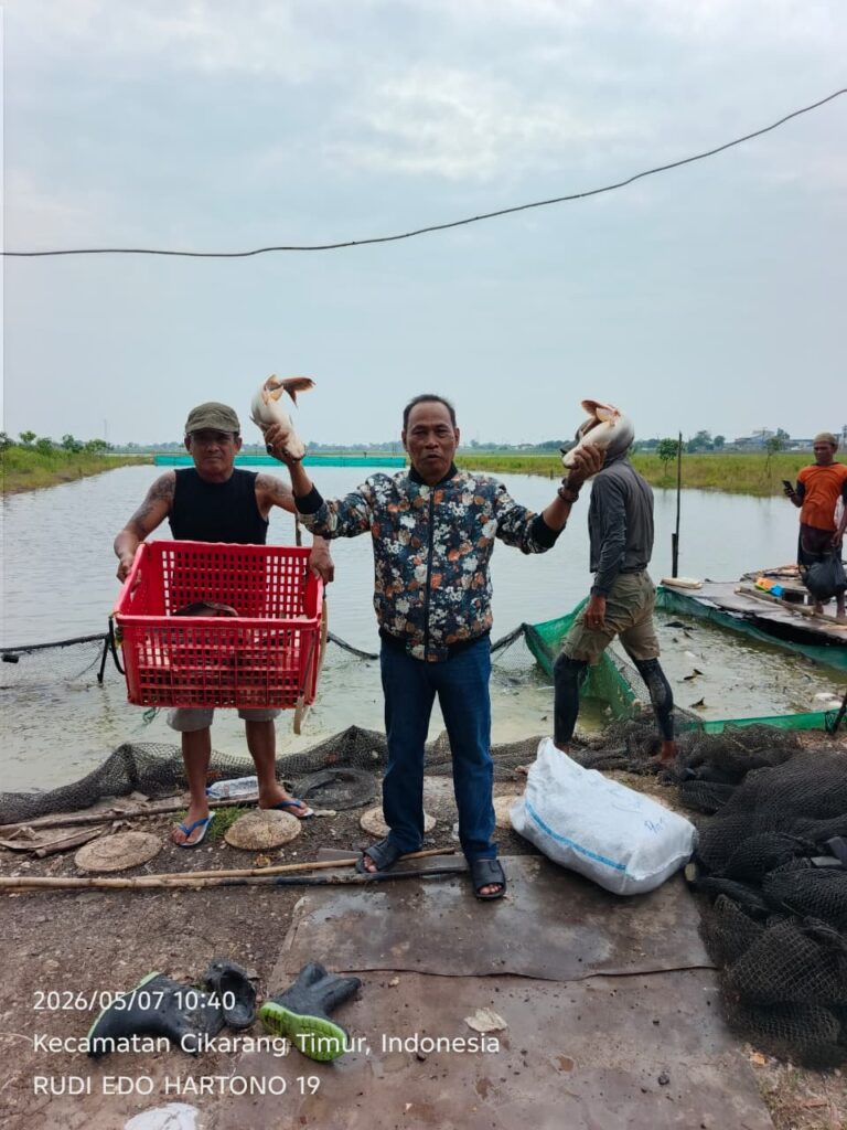 Kolam 3.000 M² BUMDes Karangsari Cikarang Timur Hasilkan 6 Ton Patin 1 BUMDes Karangsari panen perdana 6 ton ikan patin di kolam 3.000 m², Cikarang Timur. Hasil dijual ke pengepul dan diputar untuk bibit baru serta upah 10 tenaga kerja warga lokal.