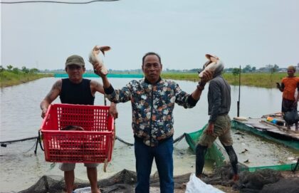 BUMDes Karangsari panen perdana 6 ton ikan patin di kolam 3.000 m², Cikarang Timur. Hasil dijual ke pengepul dan diputar untuk bibit baru serta upah 10 tenaga kerja warga lokal.